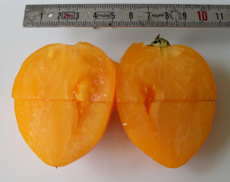 Tangerine coupe longitudinale.jpg