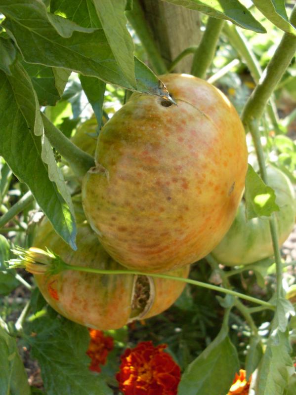RDT Malakhitovaya Shkatulka (fruits) Début août.jpg
