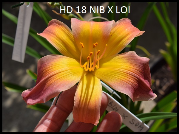 HD 18 NIB X LOI #.jpg